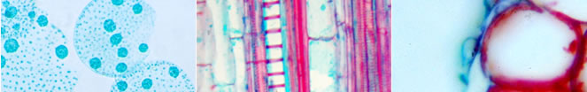 19 {CellDeathwwpW ij{A|g[VXwp